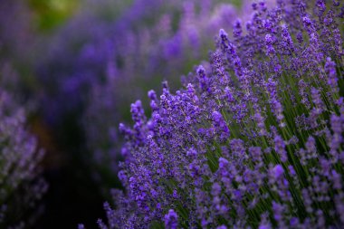 Fransa 'da günbatımının altında bir Provence Field' da çiçek açan lavanta çiçekleri. Kopya uzayı olan yumuşak odaklı mor lavanta çiçekleri. Yaz Sahnesi Arkaplanı.