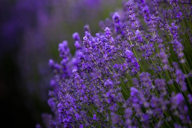 Fransa 'da günbatımının altında bir Provence Field' da çiçek açan lavanta çiçekleri. Kopya uzayı olan yumuşak odaklı mor lavanta çiçekleri. Yaz Sahnesi Arkaplanı.