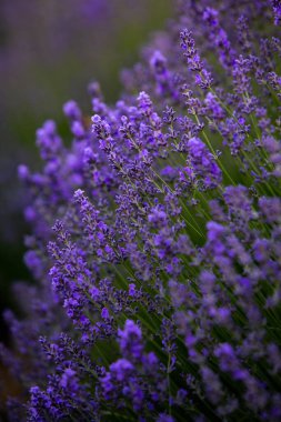 Fransa 'da günbatımının altında bir Provence Field' da çiçek açan lavanta çiçekleri. Kopya uzayı olan yumuşak odaklı mor lavanta çiçekleri. Yaz Sahnesi Arkaplanı.