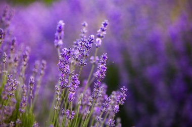 Fransa 'da günbatımının altında bir Provence Field' da çiçek açan lavanta çiçekleri. Kopya uzayı olan yumuşak odaklı mor lavanta çiçekleri. Yaz Sahnesi Arkaplanı.