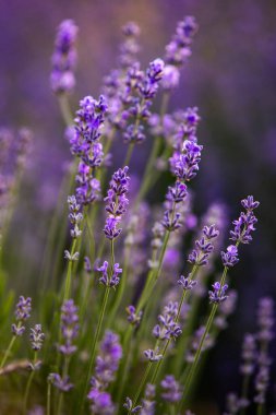 Fransa 'da günbatımının altında bir Provence Field' da çiçek açan lavanta çiçekleri. Kopya uzayı olan yumuşak odaklı mor lavanta çiçekleri. Yaz Sahnesi Arkaplanı.