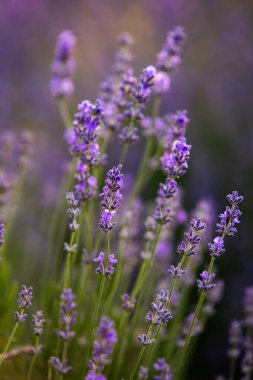 Fransa 'da günbatımının altında bir Provence Field' da çiçek açan lavanta çiçekleri. Kopya uzayı olan yumuşak odaklı mor lavanta çiçekleri. Yaz Sahnesi Arkaplanı.