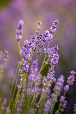 Fransa 'da günbatımının altında bir Provence Field' da çiçek açan lavanta çiçekleri. Kopya uzayı olan yumuşak odaklı mor lavanta çiçekleri. Yaz Sahnesi Arkaplanı.