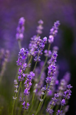Fransa 'da günbatımının altında bir Provence Field' da çiçek açan lavanta çiçekleri. Kopya uzayı olan yumuşak odaklı mor lavanta çiçekleri. Yaz Sahnesi Arkaplanı.