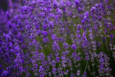 Fransa 'da günbatımının altında bir Provence Field' da çiçek açan lavanta çiçekleri. Kopya uzayı olan yumuşak odaklı mor lavanta çiçekleri. Yaz Sahnesi Arkaplanı.