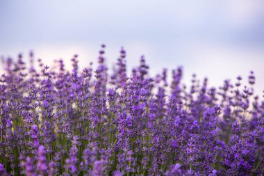 Fransa 'da günbatımının altında bir Provence Field' da çiçek açan lavanta çiçekleri. Kopya uzayı olan yumuşak odaklı mor lavanta çiçekleri. Yaz Sahnesi Arkaplanı.