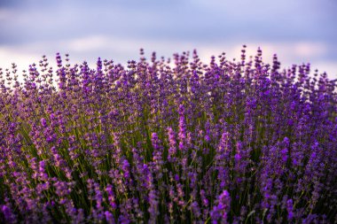 Fransa 'da günbatımının altında bir Provence Field' da çiçek açan lavanta çiçekleri. Kopya uzayı olan yumuşak odaklı mor lavanta çiçekleri. Yaz Sahnesi Arkaplanı.