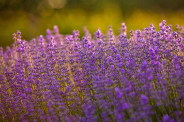 Fransa 'da günbatımının altında bir Provence Field' da çiçek açan lavanta çiçekleri. Kopya uzayı olan yumuşak odaklı mor lavanta çiçekleri. Yaz Sahnesi Arkaplanı.