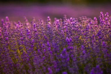 Fransa 'da günbatımının altında bir Provence Field' da çiçek açan lavanta çiçekleri. Kopya uzayı olan yumuşak odaklı mor lavanta çiçekleri. Yaz Sahnesi Arkaplanı.