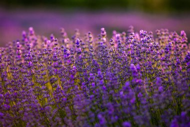 Fransa 'da günbatımının altında bir Provence Field' da çiçek açan lavanta çiçekleri. Kopya uzayı olan yumuşak odaklı mor lavanta çiçekleri. Yaz Sahnesi Arkaplanı.