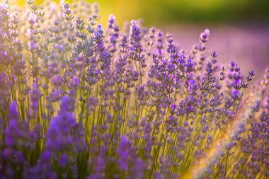Fransa 'da günbatımının altında bir Provence Field' da çiçek açan lavanta çiçekleri. Kopya uzayı olan yumuşak odaklı mor lavanta çiçekleri. Yaz Sahnesi Arkaplanı.