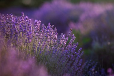 Fransa 'da günbatımının altında bir Provence Field' da çiçek açan lavanta çiçekleri. Kopya uzayı olan yumuşak odaklı mor lavanta çiçekleri. Yaz Sahnesi Arkaplanı.