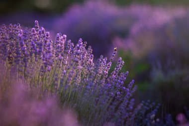 Fransa 'da günbatımının altında bir Provence Field' da çiçek açan lavanta çiçekleri. Kopya uzayı olan yumuşak odaklı mor lavanta çiçekleri. Yaz Sahnesi Arkaplanı.