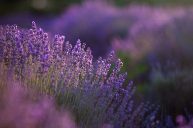 Fransa 'da günbatımının altında bir Provence Field' da çiçek açan lavanta çiçekleri. Kopya uzayı olan yumuşak odaklı mor lavanta çiçekleri. Yaz Sahnesi Arkaplanı.