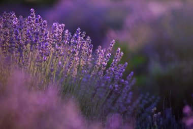 Fransa 'da günbatımının altında bir Provence Field' da çiçek açan lavanta çiçekleri. Kopya uzayı olan yumuşak odaklı mor lavanta çiçekleri. Yaz Sahnesi Arkaplanı.