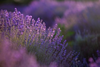 Fransa 'da günbatımının altında bir Provence Field' da çiçek açan lavanta çiçekleri. Kopya uzayı olan yumuşak odaklı mor lavanta çiçekleri. Yaz Sahnesi Arkaplanı.