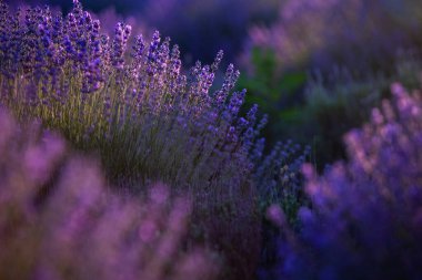 Fransa 'da günbatımının altında bir Provence Field' da çiçek açan lavanta çiçekleri. Kopya uzayı olan yumuşak odaklı mor lavanta çiçekleri. Yaz Sahnesi Arkaplanı.