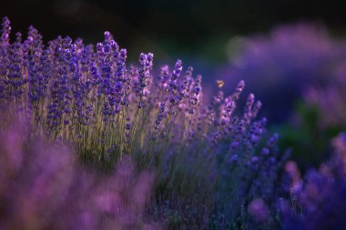 Fransa 'da günbatımının altında bir Provence Field' da çiçek açan lavanta çiçekleri. Kopya uzayı olan yumuşak odaklı mor lavanta çiçekleri. Yaz Sahnesi Arkaplanı.
