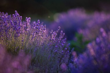 Fransa 'da günbatımının altında bir Provence Field' da çiçek açan lavanta çiçekleri. Kopya uzayı olan yumuşak odaklı mor lavanta çiçekleri. Yaz Sahnesi Arkaplanı.