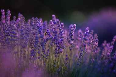 Fransa 'da günbatımının altında bir Provence Field' da çiçek açan lavanta çiçekleri. Kopya uzayı olan yumuşak odaklı mor lavanta çiçekleri. Yaz Sahnesi Arkaplanı.