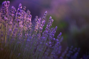 Fransa 'da günbatımının altında bir Provence Field' da çiçek açan lavanta çiçekleri. Kopya uzayı olan yumuşak odaklı mor lavanta çiçekleri. Yaz Sahnesi Arkaplanı.