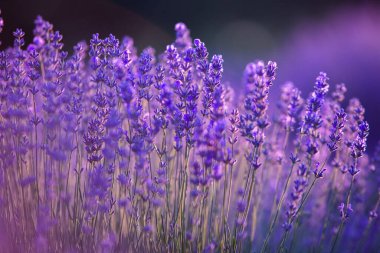Fransa 'da günbatımının altında bir Provence Field' da çiçek açan lavanta çiçekleri. Kopya uzayı olan yumuşak odaklı mor lavanta çiçekleri. Yaz Sahnesi Arkaplanı.