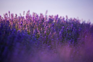Fransa 'da günbatımının altında bir Provence Field' da çiçek açan lavanta çiçekleri. Kopya uzayı olan yumuşak odaklı mor lavanta çiçekleri. Yaz Sahnesi Arkaplanı.