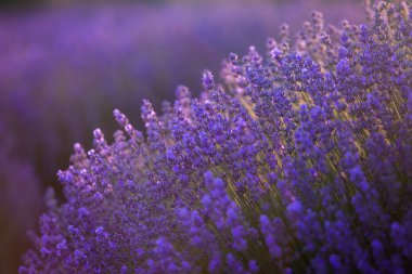 Fransa 'da günbatımının altında bir Provence Field' da çiçek açan lavanta çiçekleri. Kopya uzayı olan yumuşak odaklı mor lavanta çiçekleri. Yaz Sahnesi Arkaplanı.