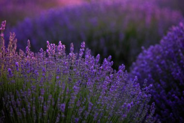Fransa 'da günbatımının altında bir Provence Field' da çiçek açan lavanta çiçekleri. Kopya uzayı olan yumuşak odaklı mor lavanta çiçekleri. Yaz Sahnesi Arkaplanı.