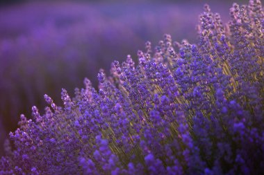 Fransa 'da günbatımının altında bir Provence Field' da çiçek açan lavanta çiçekleri. Kopya uzayı olan yumuşak odaklı mor lavanta çiçekleri. Yaz Sahnesi Arkaplanı.