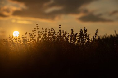 Fransa 'da günbatımının altında bir Provence Field' da çiçek açan lavanta çiçekleri. Kopya uzayı olan yumuşak odaklı mor lavanta çiçekleri. Yaz Sahnesi Arkaplanı.