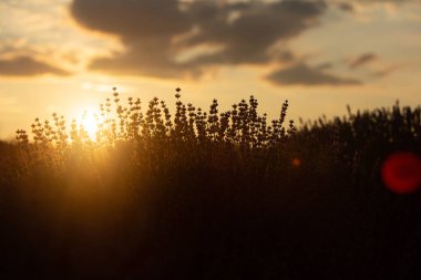 Fransa 'da günbatımının altında bir Provence Field' da çiçek açan lavanta çiçekleri. Kopya uzayı olan yumuşak odaklı mor lavanta çiçekleri. Yaz Sahnesi Arkaplanı.