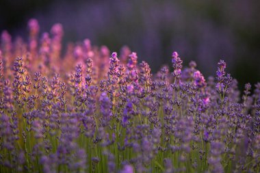 Fransa 'da günbatımının altında bir Provence Field' da çiçek açan lavanta çiçekleri. Kopya uzayı olan yumuşak odaklı mor lavanta çiçekleri. Yaz Sahnesi Arkaplanı.
