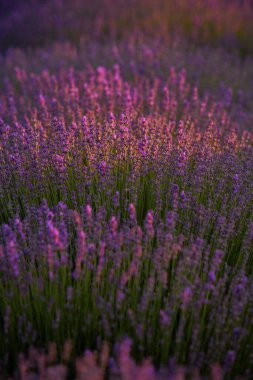 Fransa 'da günbatımının altında bir Provence Field' da çiçek açan lavanta çiçekleri. Kopya uzayı olan yumuşak odaklı mor lavanta çiçekleri. Yaz Sahnesi Arkaplanı.