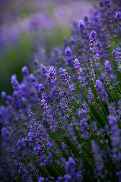 Blommande Lavendel Blommor Provence Field Solnedgången Ljus Frankrike Mjukt Fokuserade — Stockfoto