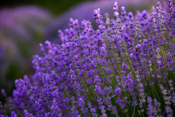 Blommande Lavendel Blommor Provence Field Solnedgången Ljus Frankrike Mjukt Fokuserade — Stockfoto