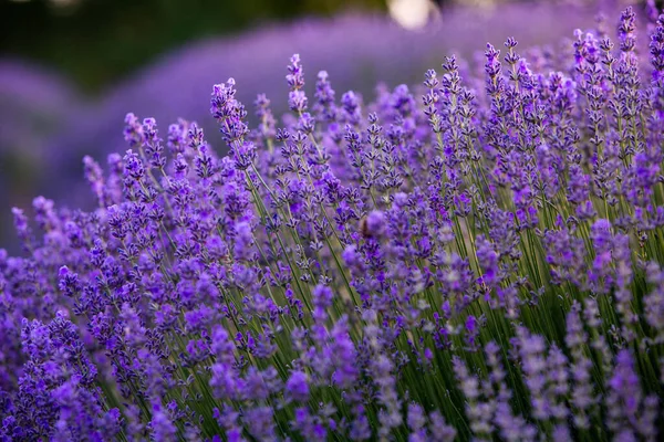 Virágzó Levendula Virágok Egy Provence Mezőn Naplemente Alatt Fény Franciaországban — Stock Fotó