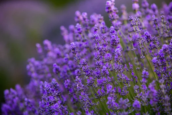 Цветущие Лавандовые Цветы Поле Прованса Солнцем Франции Софт Focused Purple — стоковое фото