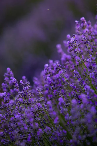 Kvetoucí Levandule Květiny Provence Field Soumraku Světlo Francii Měkké Zaostřené — Stock fotografie