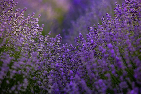 Kvetoucí Levandule Květiny Provence Field Soumraku Světlo Francii Měkké Zaostřené — Stock fotografie