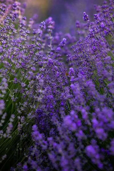 在法国 在夕阳西下的普罗旺斯田野盛开的薰衣草花 柔和的紫色薰衣草花 有复制空间 夏景背景 — 图库照片