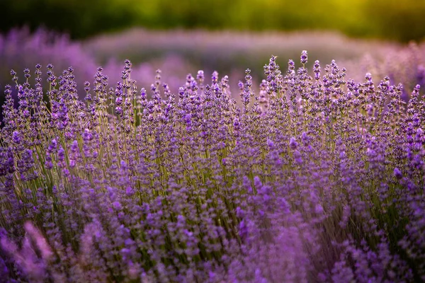 Цвітіння Лаванди Квіти Полі Провансу Під Сонцем Франції Soft Focused — стокове фото