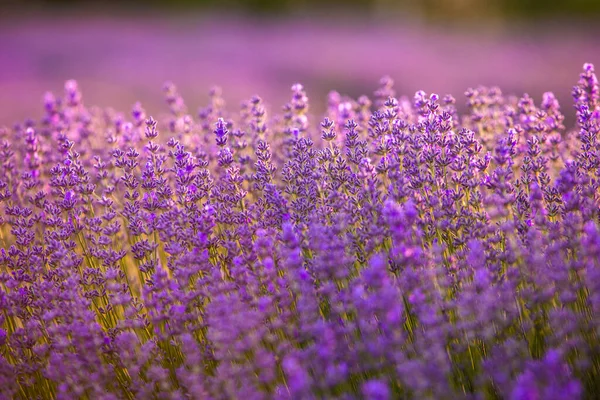 Fransa Günbatımının Altında Bir Provence Field Çiçek Açan Lavanta Çiçekleri — Stok fotoğraf