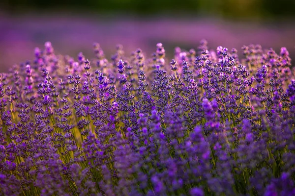 フランスのサンセットライトの下で プロバンスフィールドにラベンダーの花を咲かせます コピースペースの柔らかい焦点を当てたパープルラベンダーの花 夏の風景背景 — ストック写真