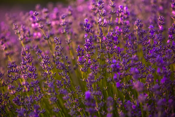 Flores Lavanda Florescendo Campo Provence Sob Luz Por Sol França — Fotografia de Stock