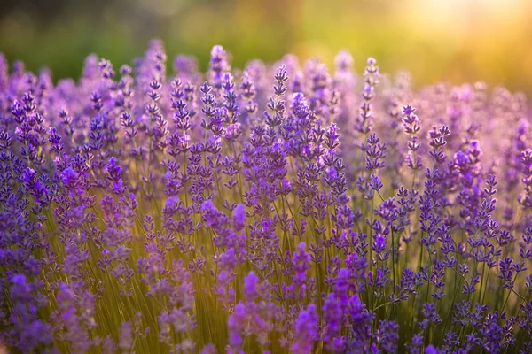 Kwitnące Kwiaty Lawendy Polu Prowansji Pod Zachodem Słońca Francji Soft — Zdjęcie stockowe