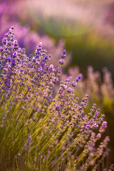 Blühende Lavendelblüten Auf Einem Feld Der Provence Bei Sonnenuntergang Frankreich — Stockfoto