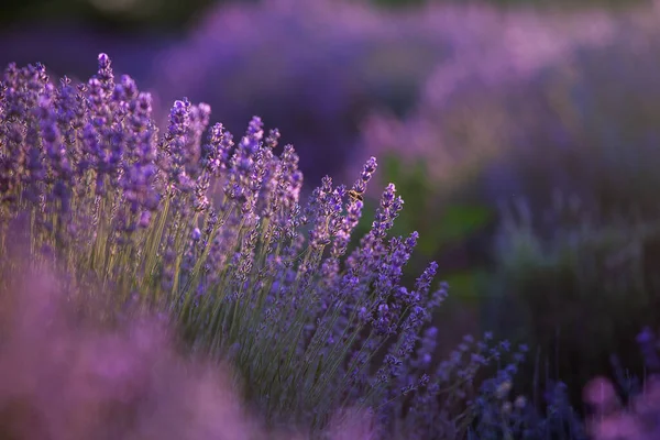 Blooming Lavender Flowers Provence Field Sunset Light France Soft Focused — Stock Photo, Image