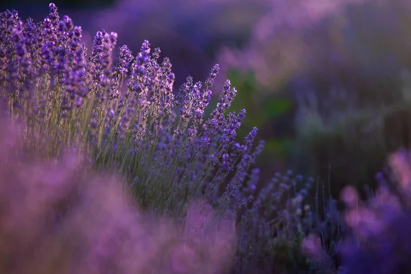 Цвітіння Лаванди Квіти Полі Провансу Під Сонцем Франції Soft Focused — стокове фото