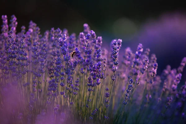 Blühende Lavendelblüten Auf Einem Feld Der Provence Bei Sonnenuntergang Frankreich — Stockfoto